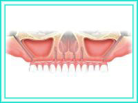 Placement of dental implants in clinical implant and aesthetics.